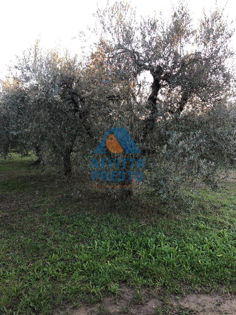 Terreno Agricolo in vendita a Empoli, 9999 locali, zona ignana, prezzo € 20.000 | PortaleAgenzieImmobiliari.it