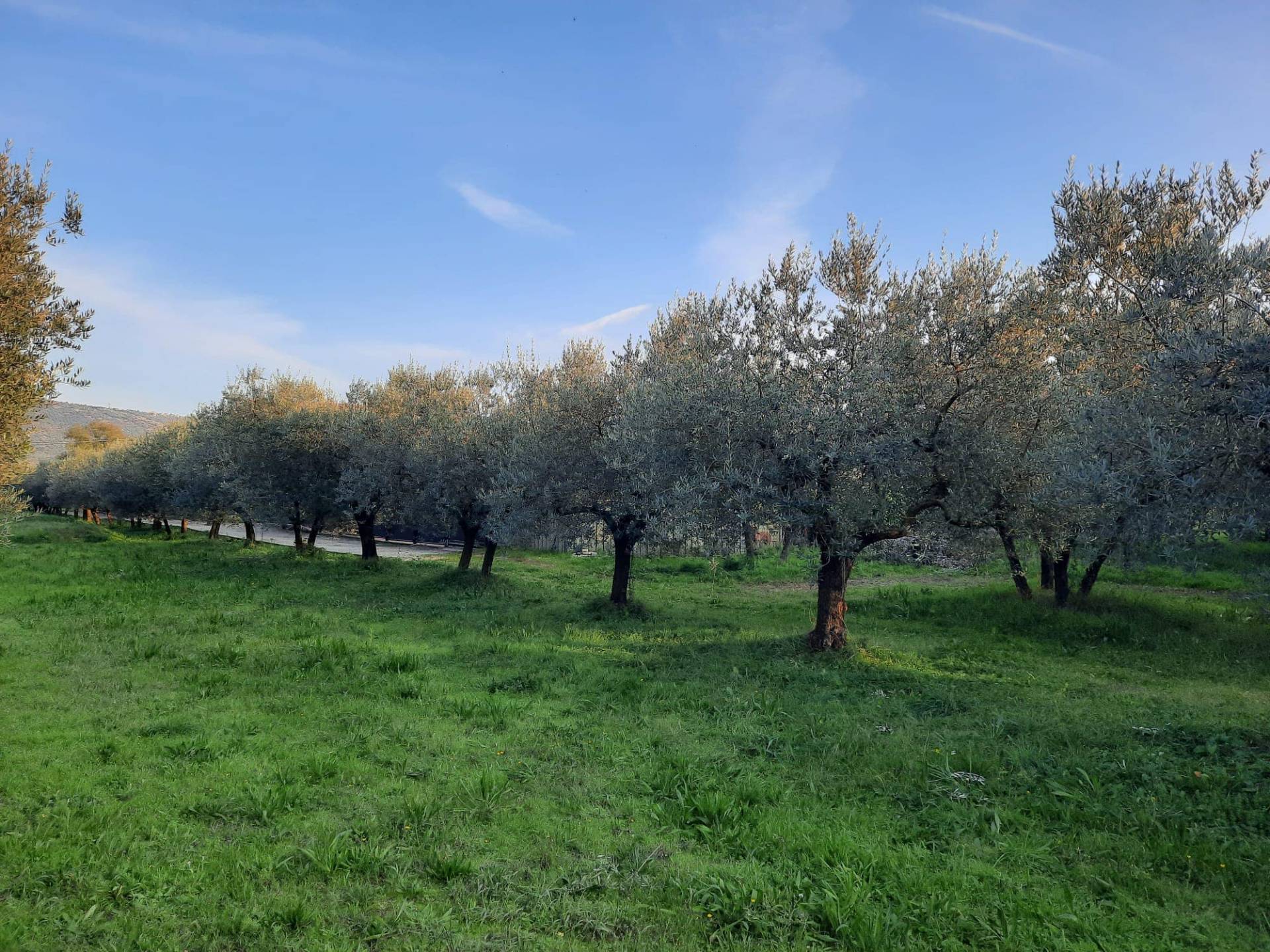 Terreno Agricolo in vendita a Alatri, 9999 locali, prezzo € 26.000 | CambioCasa.it