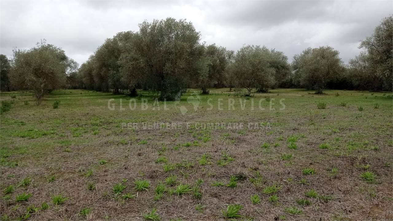 Terreno Agricolo in vendita a Alghero, 9999 locali, prezzo € 45.000 | PortaleAgenzieImmobiliari.it