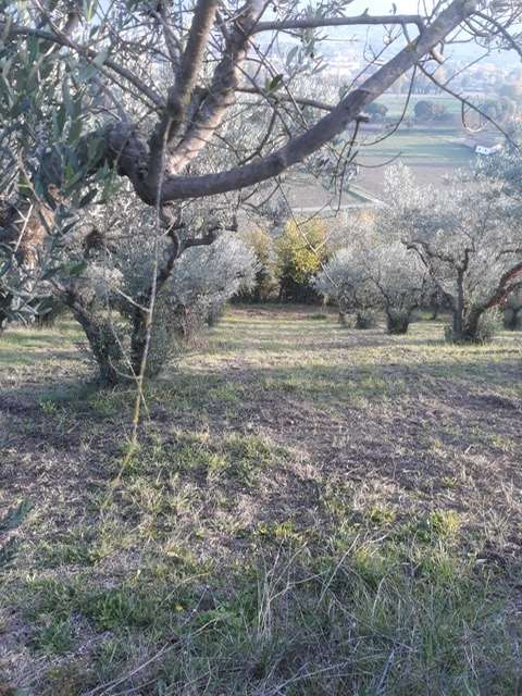 Terreno Agricolo in vendita a Spoleto, 1 locali, prezzo € 15.000 | PortaleAgenzieImmobiliari.it