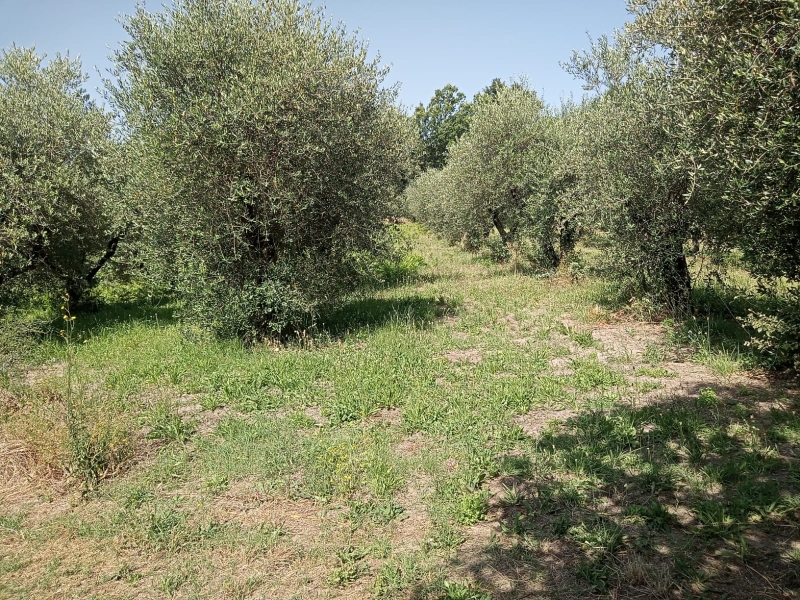 Terreno Edificabile Artigianale in vendita a Marzano Appio, 1 locali, zona ioni, prezzo € 30.000 | PortaleAgenzieImmobiliari.it