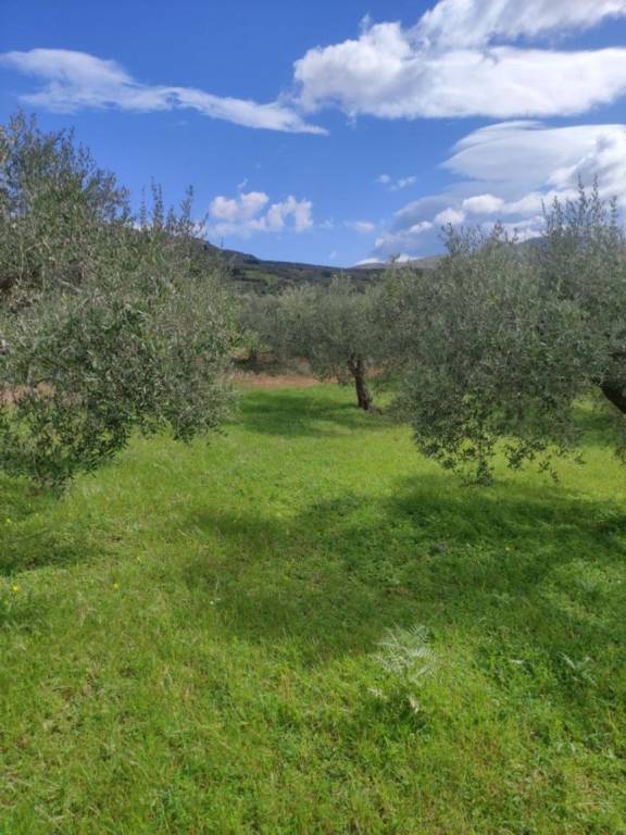 Terreno Agricolo in vendita a Casteldaccia, 9999 locali, prezzo € 8.500 | PortaleAgenzieImmobiliari.it