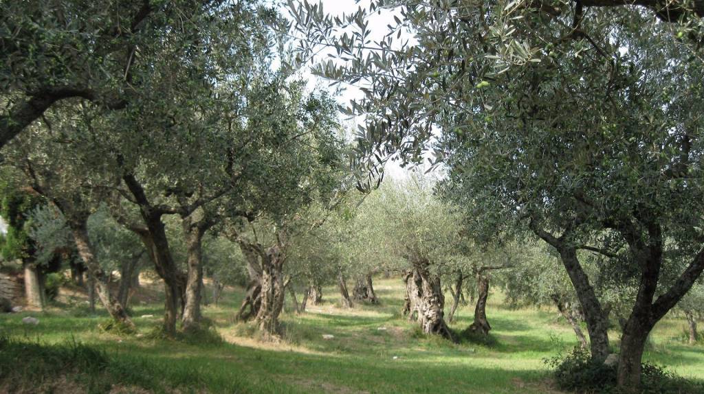Terreno Agricolo in Vendita a Spoleto