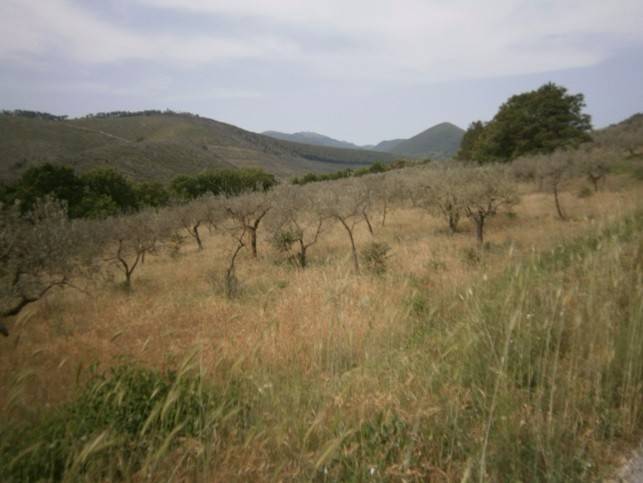 Terreno Agricolo in vendita a Spoleto, 9999 locali, prezzo € 293.000 | PortaleAgenzieImmobiliari.it