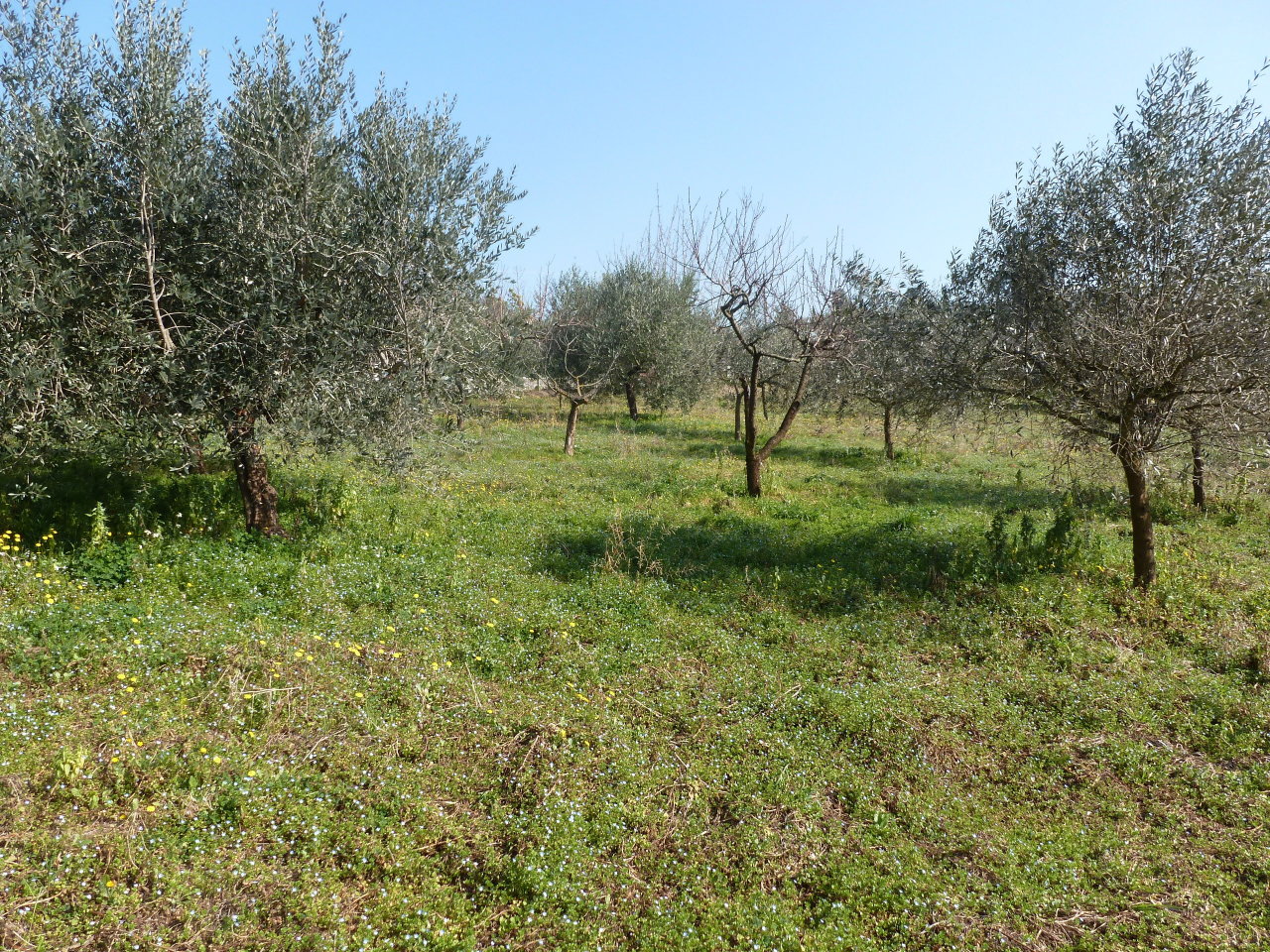 Terreno Agricolo in vendita a Frascati