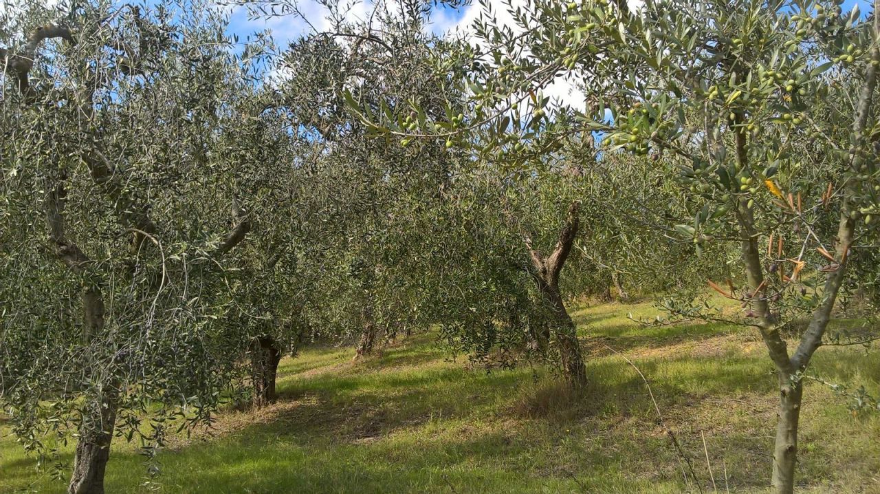 Terreno Agricolo in vendita a Lugnano in Teverina, 6000 locali, prezzo € 13.000 | PortaleAgenzieImmobiliari.it