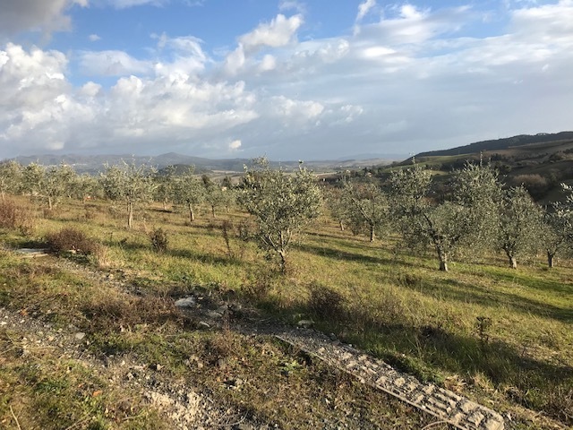 Terreno Agricolo in Vendita a Rosignano Marittimo
