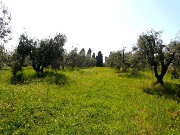 Terreno Agricolo in vendita a Rosignano Marittimo, 1 locali, prezzo € 50.000 | CambioCasa.it