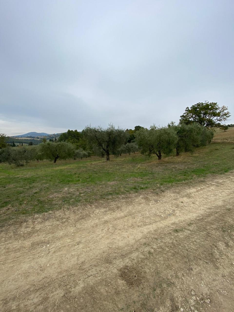 Terreno Agricolo in vendita a Lugnano in Teverina, 9999 locali, prezzo € 11.500 | PortaleAgenzieImmobiliari.it