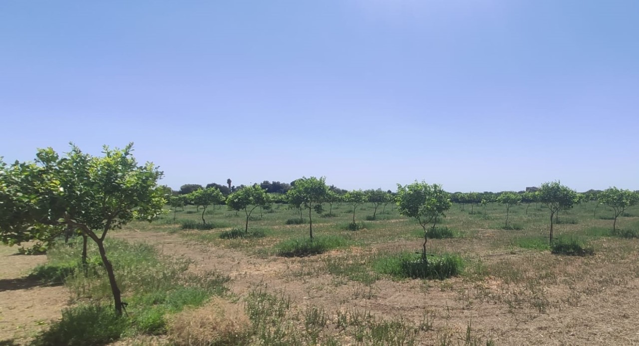 Terreno Agricolo in vendita a Siracusa, 9999 locali, prezzo € 260.000 | PortaleAgenzieImmobiliari.it